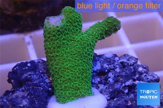 Montipora digitata green 2-3 cm WYSIWYG acclimaté