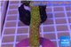 Montipora red fire forest 2-3 cm WYSIWYG acclimaté