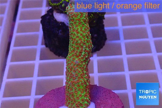 Montipora red fire forest 2-3 cm WYSIWYG acclimaté
