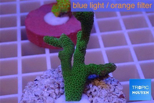 Montipora digitata green 3-4 cm WYSIWYG acclimaté