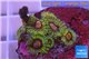 Zoanthus Fijii premium 5-6 polyps WYSIWYG acclimaté
