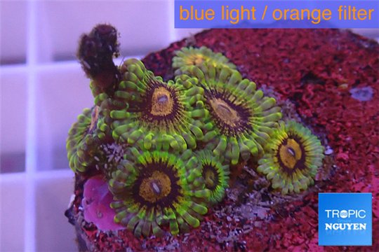 Zoanthus Fijii premium 5-6 polyps WYSIWYG acclimaté