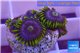 Zoanthus neon green magician blue 4-6 polyps WYSIWYG acclimaté