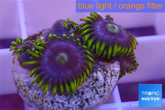 Zoanthus neon green magician blue 4-6 polyps WYSIWYG acclimaté