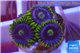 Zoanthus neon green magician blue 4-6 polyps WYSIWYG acclimaté