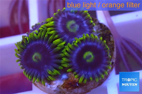 Zoanthus neon green magician blue 4-6 polyps WYSIWYG acclimaté