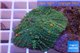 Rhodactis green & orange spot big leaf 5-6 cm WYSIWYG acclimaté