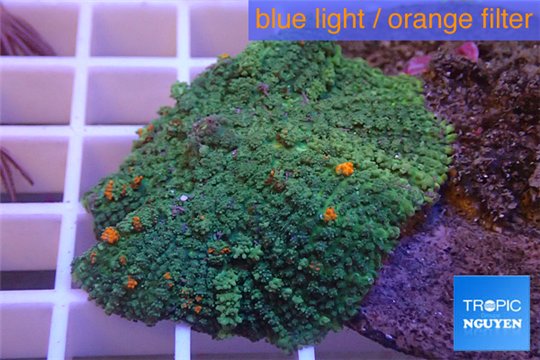 Rhodactis green & orange spot big leaf 5-6 cm WYSIWYG acclimaté