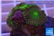 Zoanthus gorilla green 3-4 cm WYSIWYG acclimaté