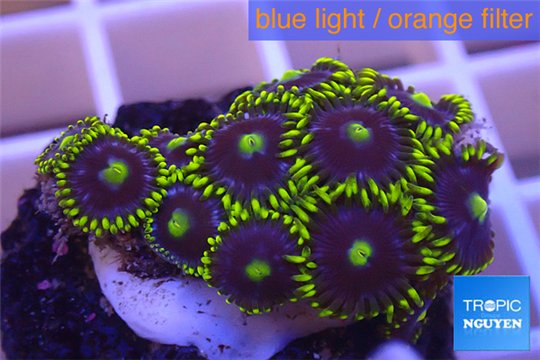 Zoanthus blue green Kenya 2-4 cm WYSIWYG acclimaté