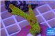 Montipora red fire forest 3-5 cm WYSIWYG acclimaté