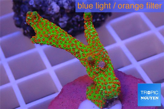 Montipora red fire forest 3-5 cm WYSIWYG acclimaté