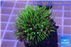 Pachyclavularia neon green 3-5 cm WYSIWYG acclimaté