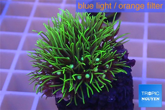 Pachyclavularia neon green 3-5 cm WYSIWYG acclimaté