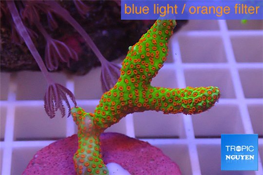 Montipora red fire forest 3-5 cm WYSIWYG acclimaté