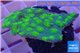 Echinopora lamellosa green spot 2-4 cm WYSIWYG acclimaté