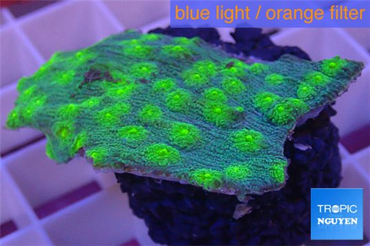 Echinopora lamellosa green spot 2-4 cm WYSIWYG acclimaté
