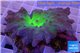 Sinularia dura neon green 6-8 cm WYSIWYG acclimaté