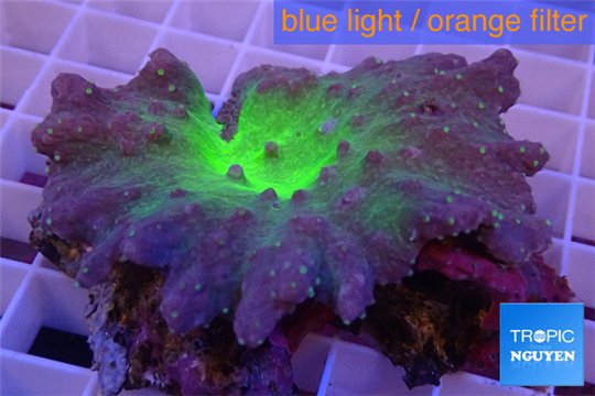 Sinularia dura neon green 6-8 cm WYSIWYG acclimaté