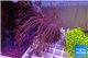 Xenia long polyps 5-8 cm WYSIWYG acclimaté