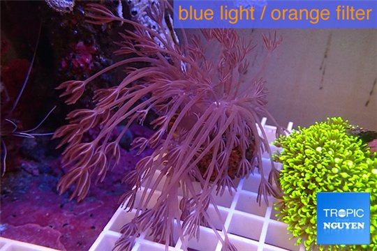 Xenia long polyps 5-8 cm WYSIWYG acclimaté