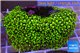 Pachyclavularia neon green 7-9 cm WYSIWYG acclimaté
