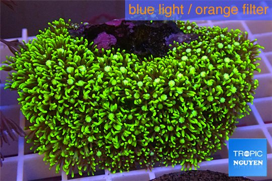 Pachyclavularia neon green 7-9 cm WYSIWYG acclimaté