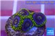 Zoanthus neon green magician blue 4-6 polyps WYSIWYG acclimaté