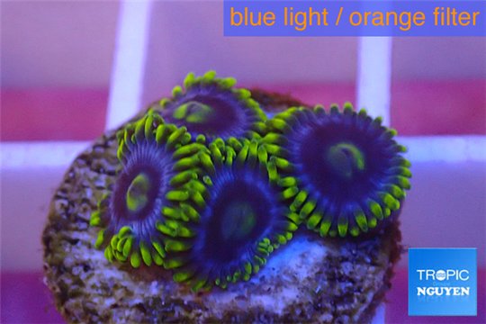 Zoanthus neon green magician blue 4-6 polyps WYSIWYG acclimaté