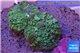 Rhodactis green big leaf 2 polyps WYSIWYG acclimaté