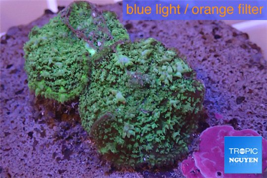 Rhodactis green big leaf 2 polyps WYSIWYG acclimaté