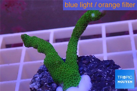Montipora digitata green 2-4 cm WYSIWYG acclimaté
