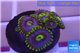 Zoanthus neon green magician blue 4-6 polyps WYSIWYG acclimaté