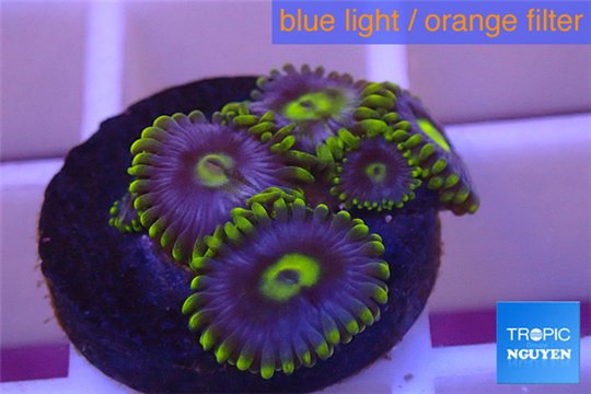 Zoanthus neon green magician blue 4-6 polyps WYSIWYG acclimaté