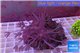 Xenia long polyps 5-8 cm WYSIWYG acclimaté