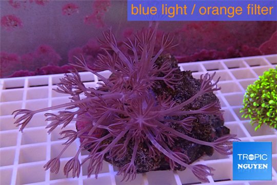 Xenia long polyps 5-8 cm WYSIWYG acclimaté