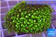 Pachyclavularia neon green 3-5 cm WYSIWYG acclimaté