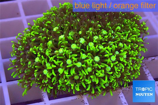 Pachyclavularia neon green 3-5 cm WYSIWYG acclimaté