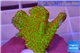 Montipora red fire forest 3-5 cm WYSIWYG acclimaté