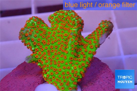 Montipora red fire forest 3-5 cm WYSIWYG acclimaté