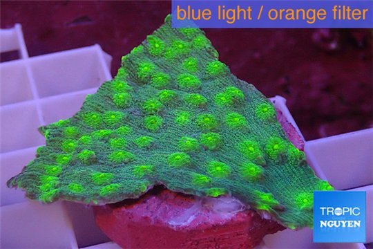 Echinopora lamellosa green spot 3-5 cm WYSIWYG acclimaté