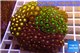 Zoanthus garden mix color 9-12 cm WYSIWYG acclimaté