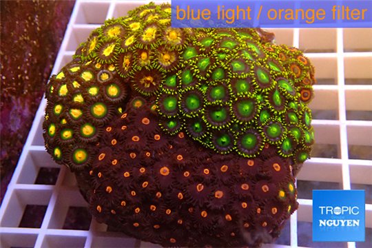 Zoanthus garden mix color 9-12 cm WYSIWYG acclimaté