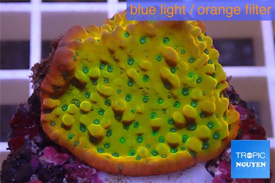 Montipora kung pao phoenix 2-4 cm WYSIWYG acclimaté