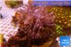 Xenia long polyps 4-6 cm WYSIWYG acclimaté