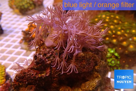 Xenia long polyps 4-6 cm WYSIWYG acclimaté