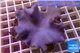 Sarcophyton full neon green polyps Australia 7-10 cm WYSIWYG acclimaté