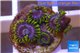Zoanthus neon green magician blue 4-6 polyps WYSIWYG acclimaté