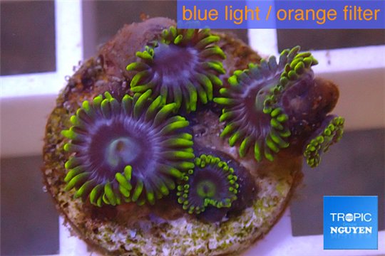 Zoanthus neon green magician blue 4-6 polyps WYSIWYG acclimaté