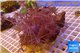 Xenia long polyps 7-10 cm WYSIWYG acclimaté